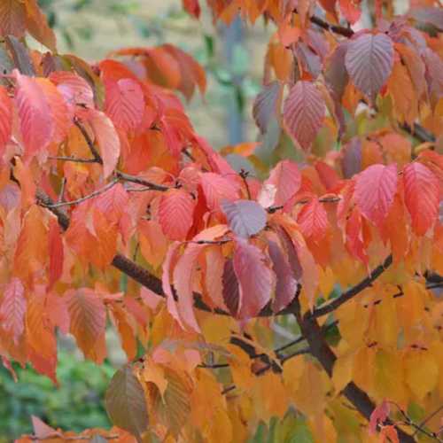  Prunus Serrula - Tibetan Cherry