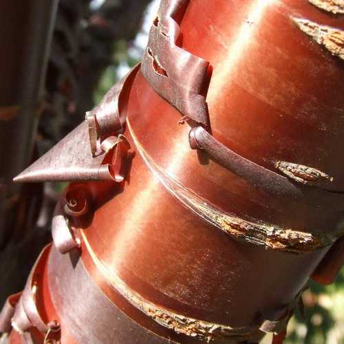 Prunus Serrula - Tibetan Cherry