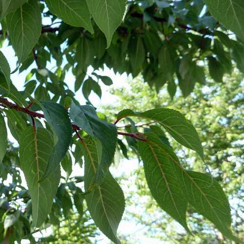  Prunus Serrula - Tibetan Cherry
