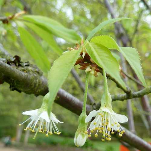  Prunus Serrula - Tibetan Cherry
