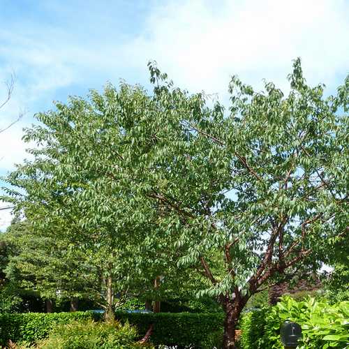  Prunus Serrula - Tibetan Cherry
