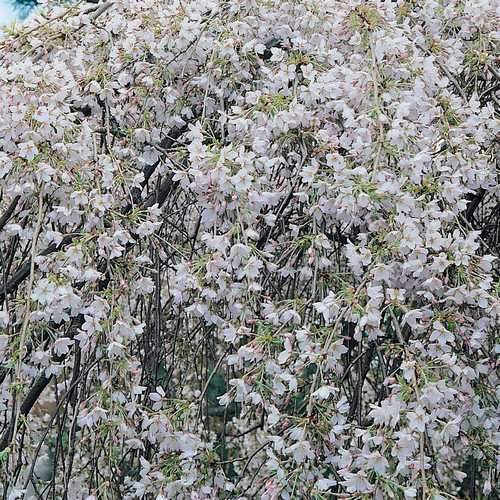  Prunus X Yedoensis Shidare Yoshino