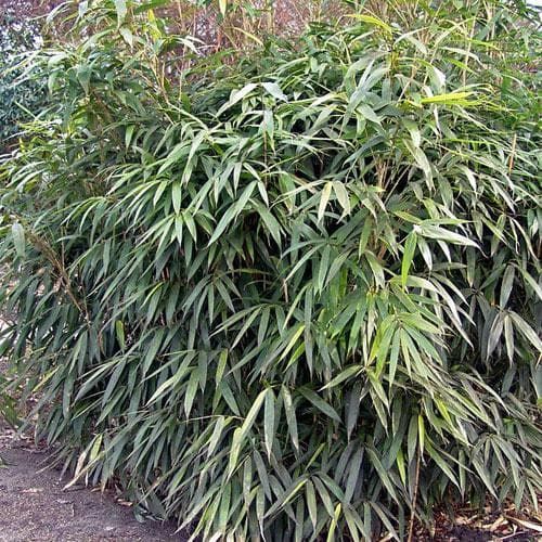  Pseudosasa Japonica