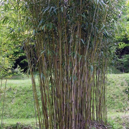  Pseudosasa Japonica