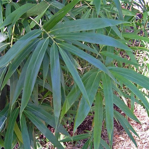  Pseudosasa Japonica