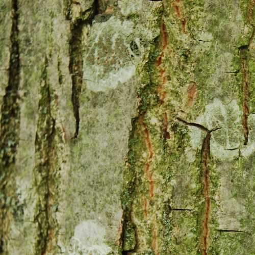  Pterocarya Rhoifolia - Japanese Wingnut