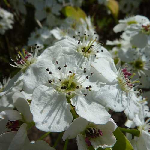  Pyrus Calleryana Chanticleer