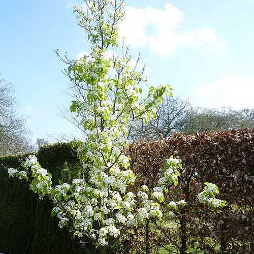  Pyrus Calleryana Chanticleer