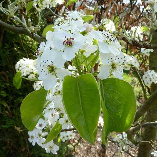  Pyrus Calleryana Chanticleer