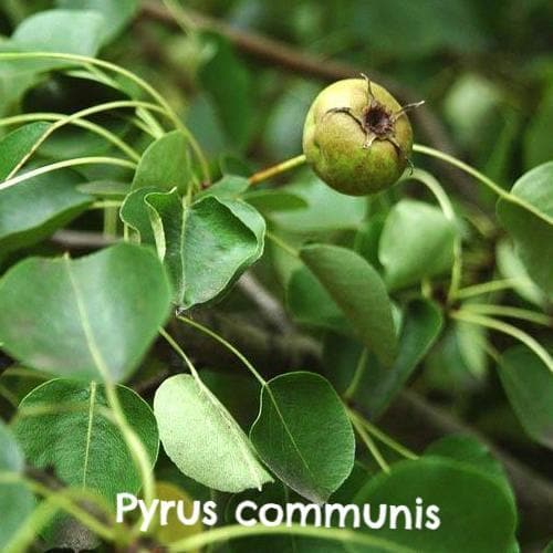  Native Wildlife Fruiting Hedge Mix