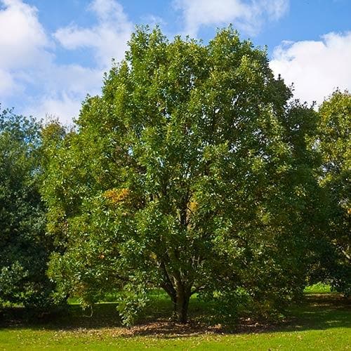  Quercus Bicolor - Swamp White Oak