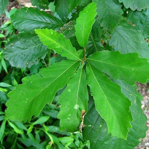  Quercus Bicolor - Swamp White Oak