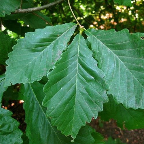  Quercus Bicolor - Swamp White Oak