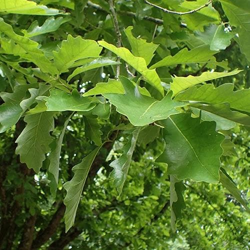  Quercus Bicolor - Swamp White Oak