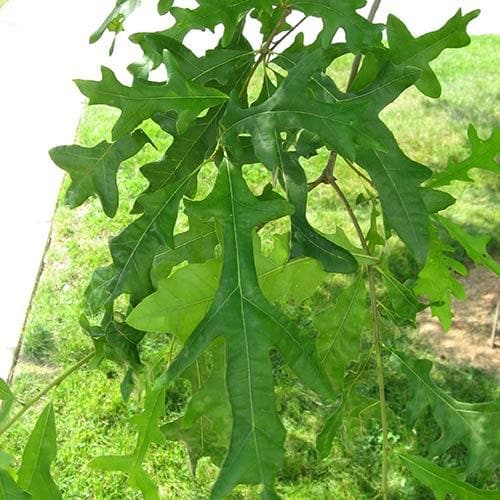  Quercus Lyrata - Overcup Oak