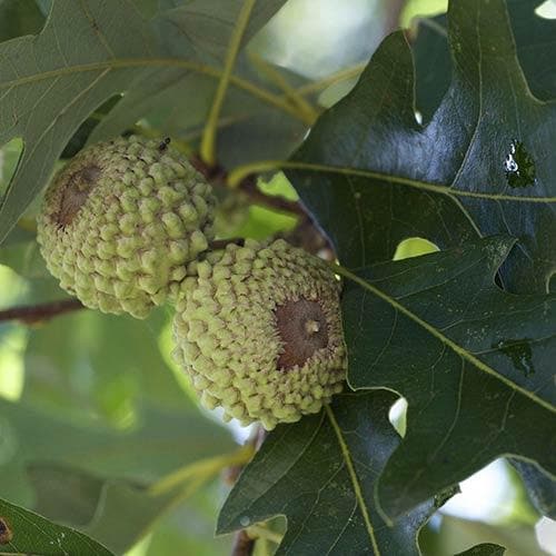  Quercus Lyrata - Overcup Oak