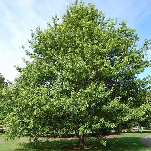  Quercus Nuttallii - Nuttall’s Oak