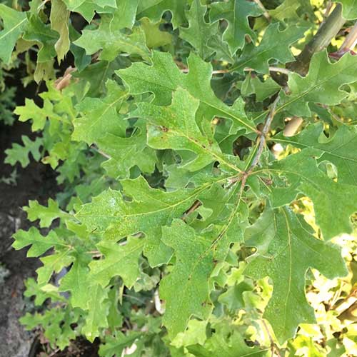  Quercus Nuttallii - Nuttall’s Oak