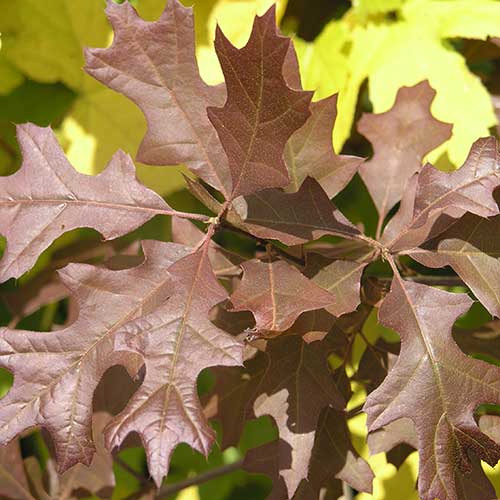  Quercus Nuttallii - Nuttall’s Oak