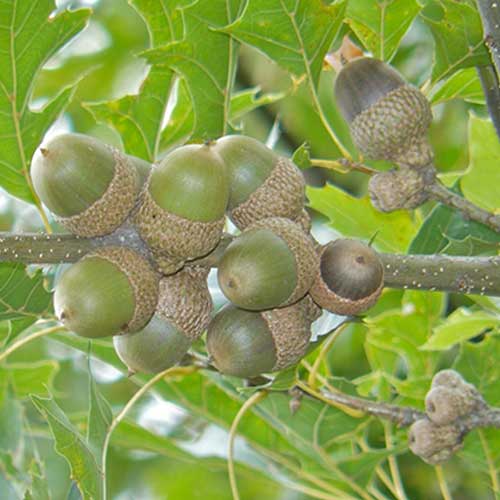  Quercus Nuttallii - Nuttall’s Oak