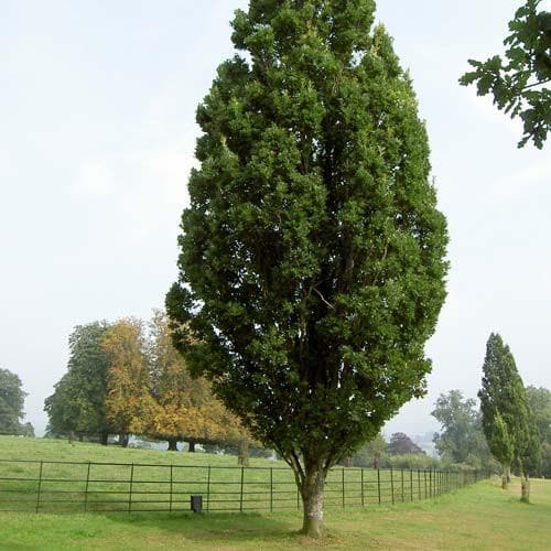  Quercus Robur Fastigiata Koster