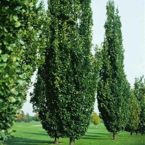  Quercus Robur Fastigiata Koster