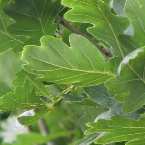  Quercus Robur Fastigiata Koster
