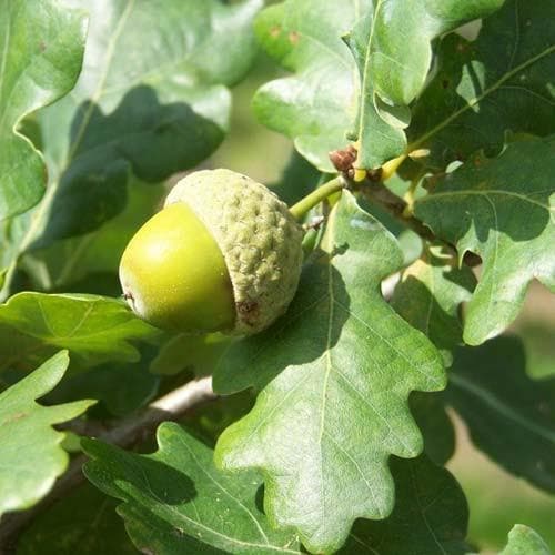  Quercus Robur Fastigiata Koster