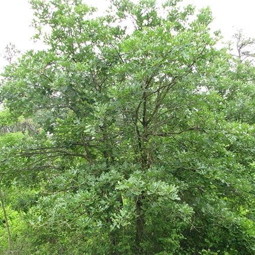  Quercus Stellata