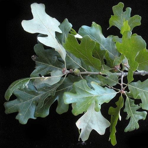  Quercus Stellata