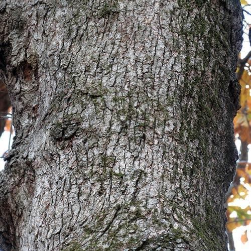  Quercus Stellata