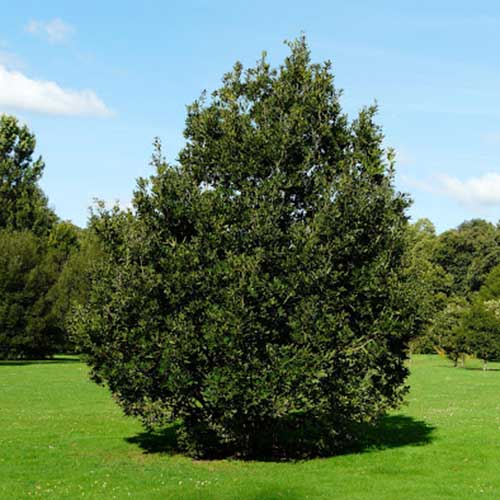  Quercus X Kewensis