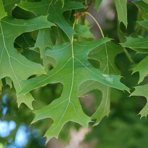  Quercus Buckleyi - Texas Red Oak