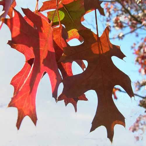  Quercus Buckleyi - Texas Red Oak