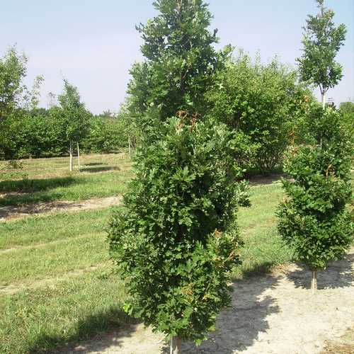  Quercus Crimson Spire