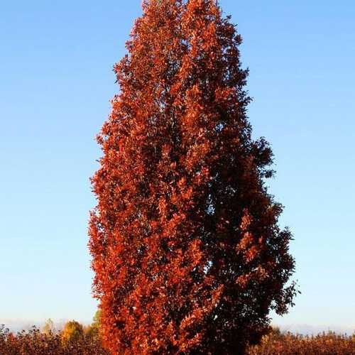  Quercus Crimson Spire