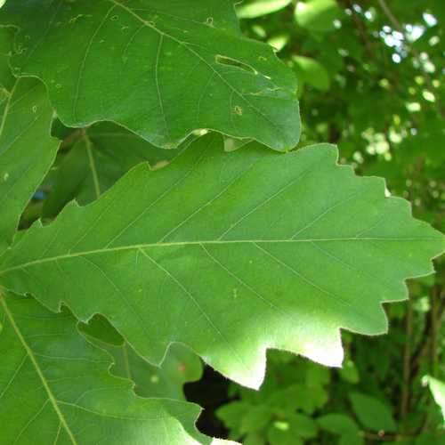 Quercus Dentata - Japanese Emperor Oak