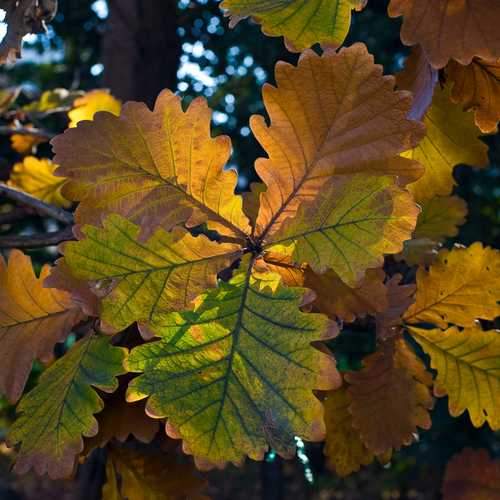  Quercus Dentata - Japanese Emperor Oak