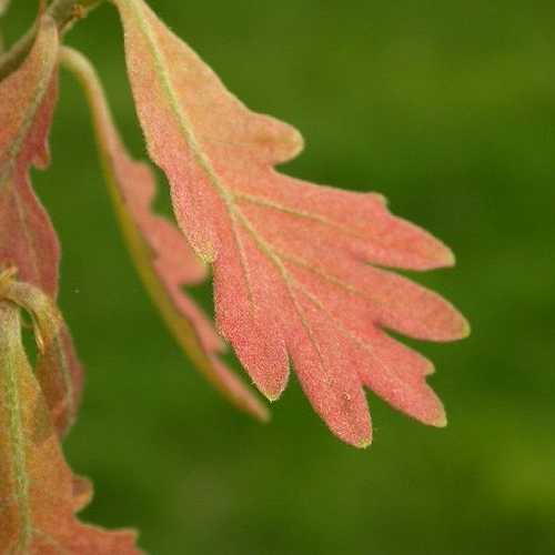  Quercus Alba - White Oak
