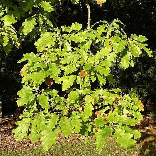 Quercus Alba - White Oak