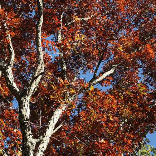  Quercus Alba - White Oak