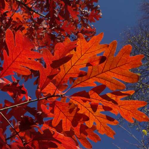  Quercus Alba - White Oak