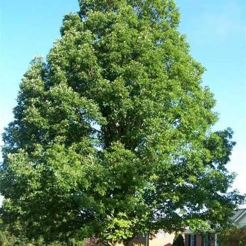  Quercus Alba - White Oak