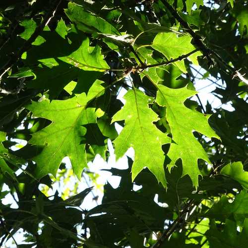  Quercus Coccinea Splendens - Scarlet Oak