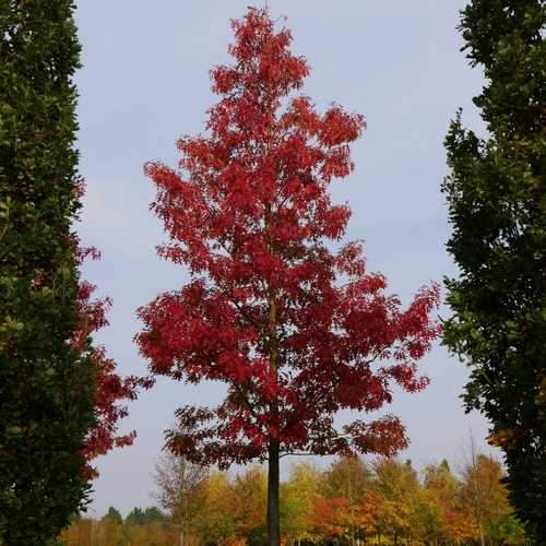  Quercus Coccinea Splendens - Scarlet Oak