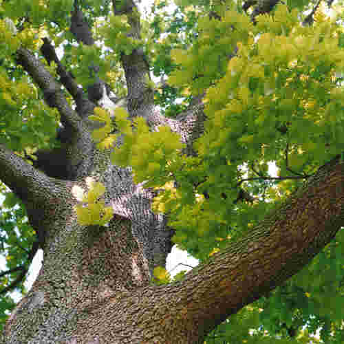  Quercus Frainetto - Hungarian Oak