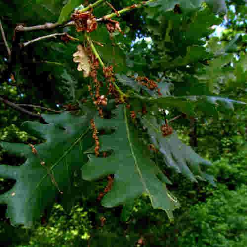  Quercus Frainetto - Hungarian Oak