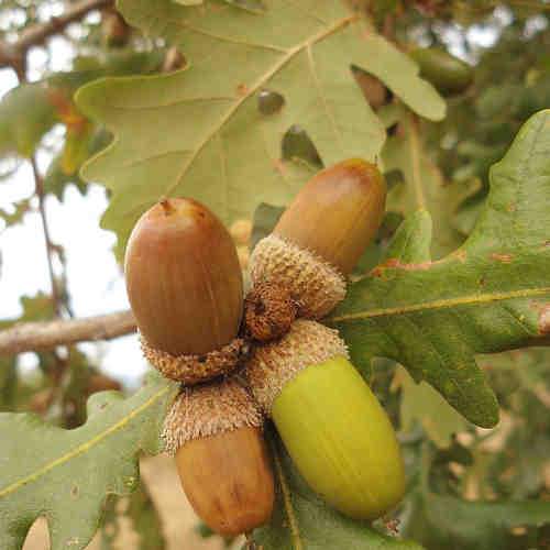  Quercus Frainetto - Hungarian Oak