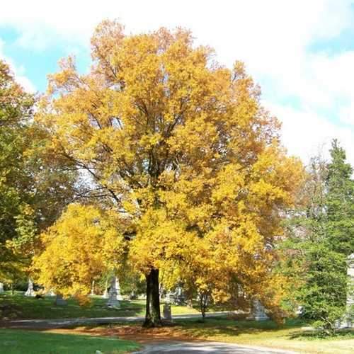  Quercus Phellos Hightower - Willow Oak