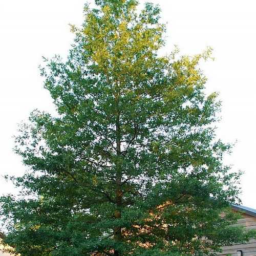  Quercus Phellos Hightower - Willow Oak